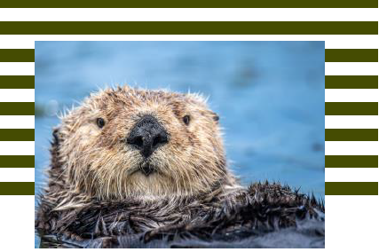  Otter News - March 2023